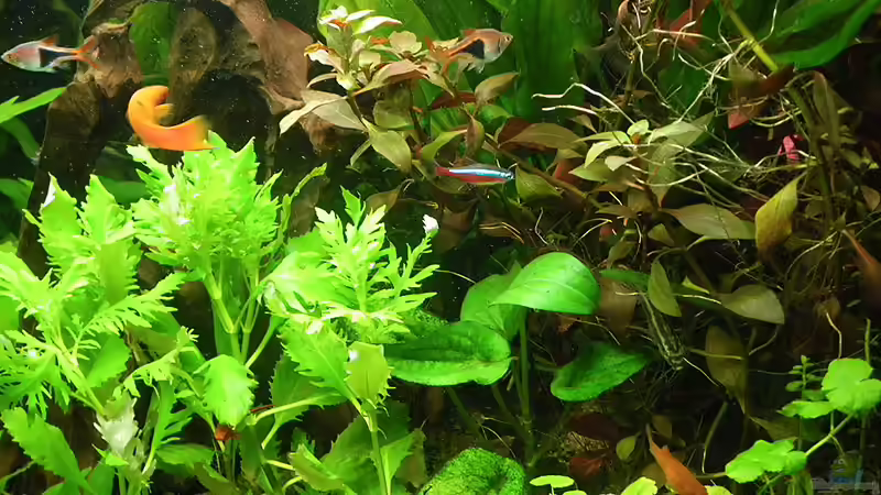 Teilansicht 18.12.2011 von Bazzi (63)