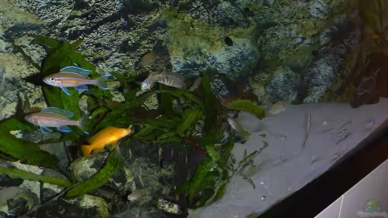 Teilansicht am 2.1.2016 von spriggina (5)