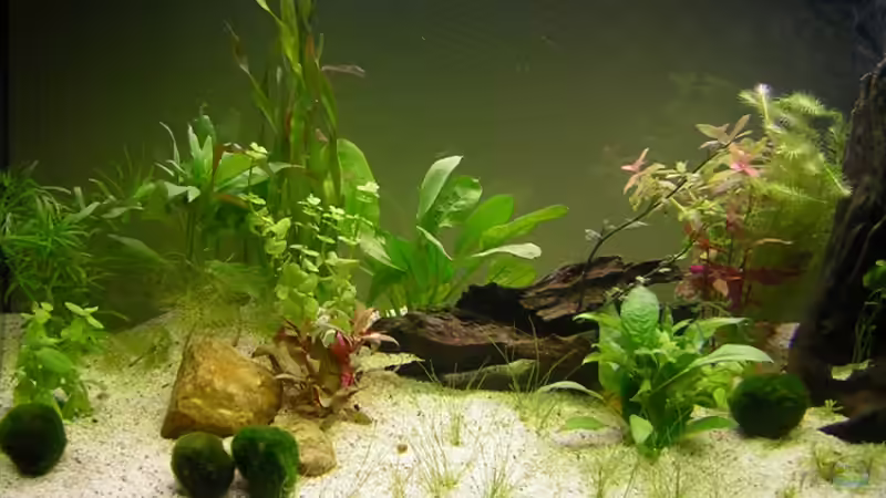 Teilansicht linke Hälfte von Ronny Meyer (3)