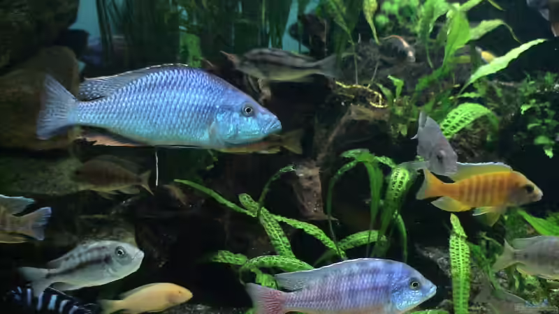 Teilansicht Malawibecken von Edmund Thaler (2)