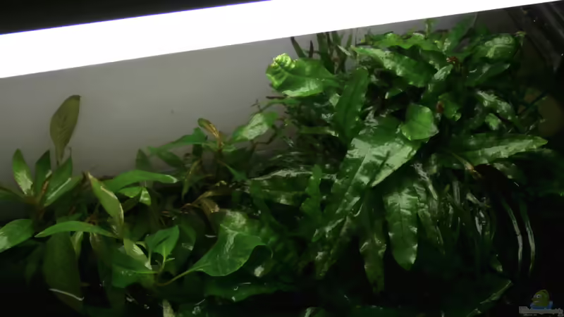 Teilansicht oben von Ray1975 (3)