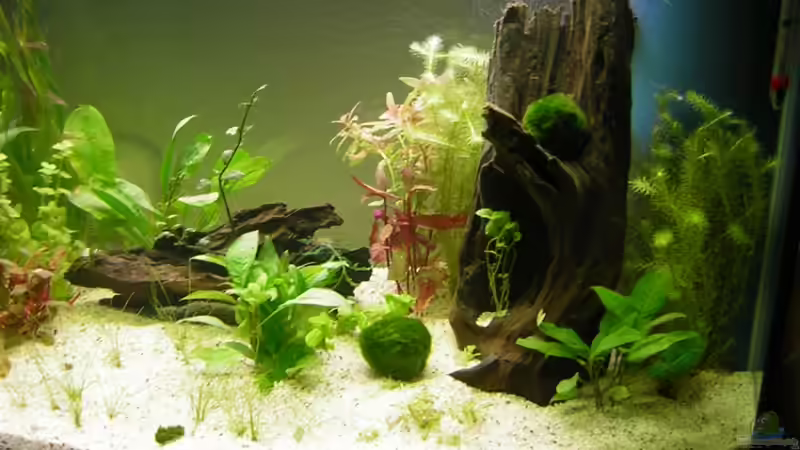 Teilansicht rechte Hälfte von Ronny Meyer (2)