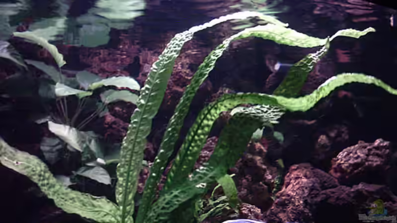 Teilansicht Richtung Oberfläche von Bernd Niehoff (18)