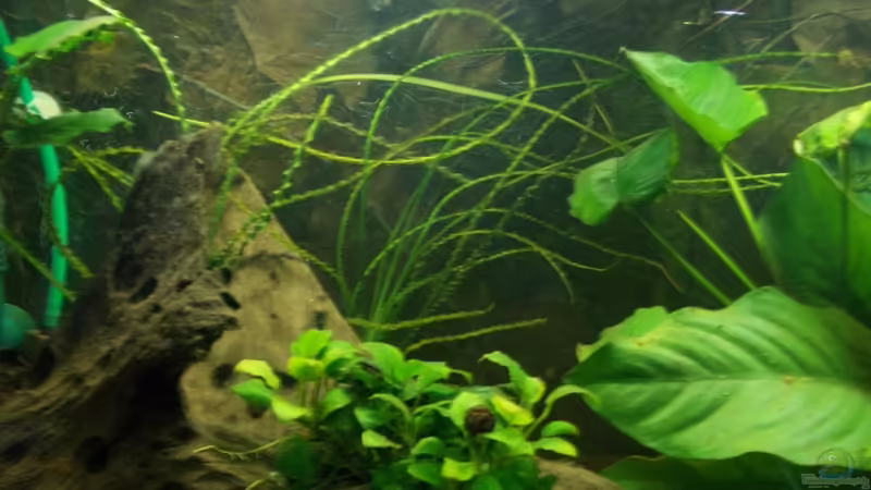 Teilauschnitt Rückwand von Koehler (31)