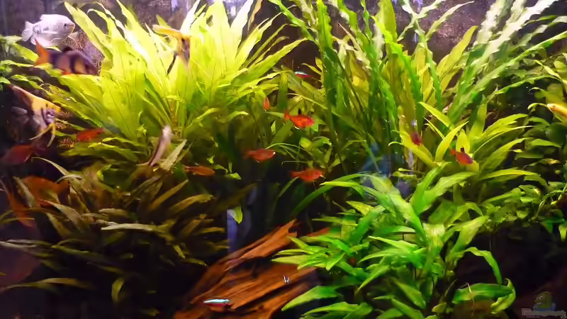 Teilausschnitt von Red ( Jürgen ) (14)