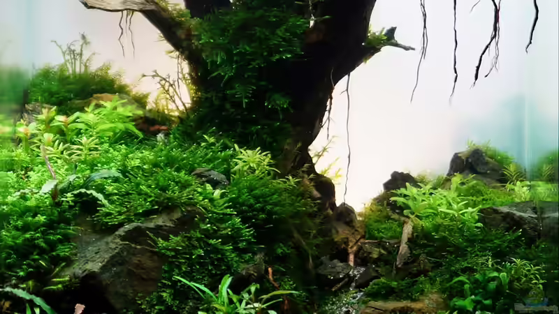 Teilnahmefoto IAPLC 2013 von -serok- (1)