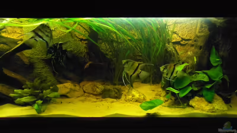 Teilnansicht des Beckens (rechte Ecke) von Tom G. (11)