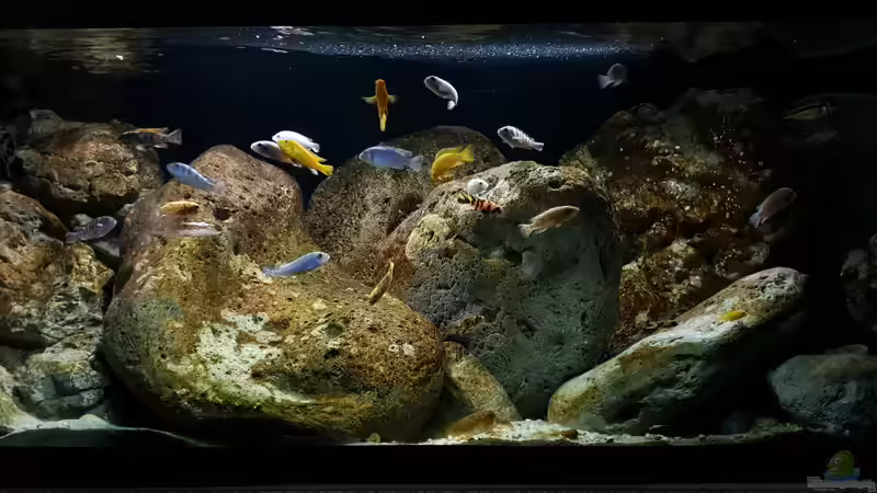 Teilwasserwechsel erledigt  24.3.2019 von Mel (17)