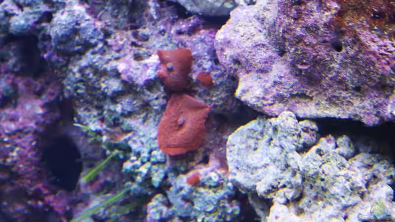 Teilweise schon mit Scheibenanemonen besetzt von Thorsten John (14)