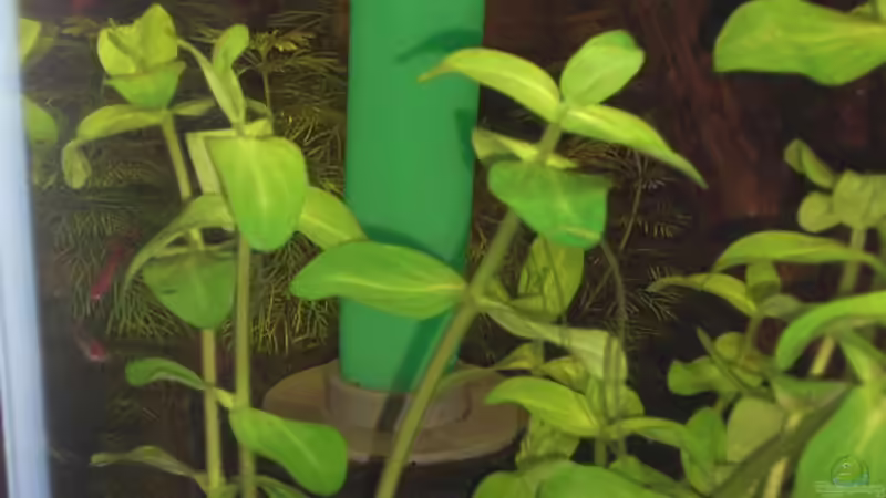 TEK- Air von JBL von Malawi TOM (12)