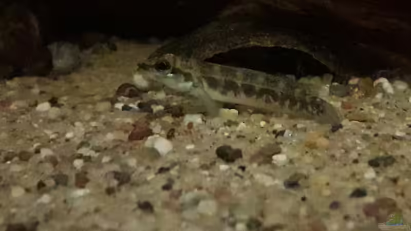 Teleocichla sp. Xingu III  von Fichte (41)