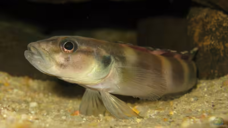 Einrichtungsbeispiele für die Haltung von Teleogramma brichardi (Quappenbuntbarsch) im Aquarium