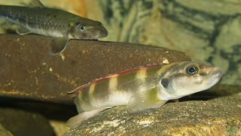 Einrichtungsbeispiele für die Haltung von Teleogramma brichardi (Quappenbuntbarsch) im Aquarium