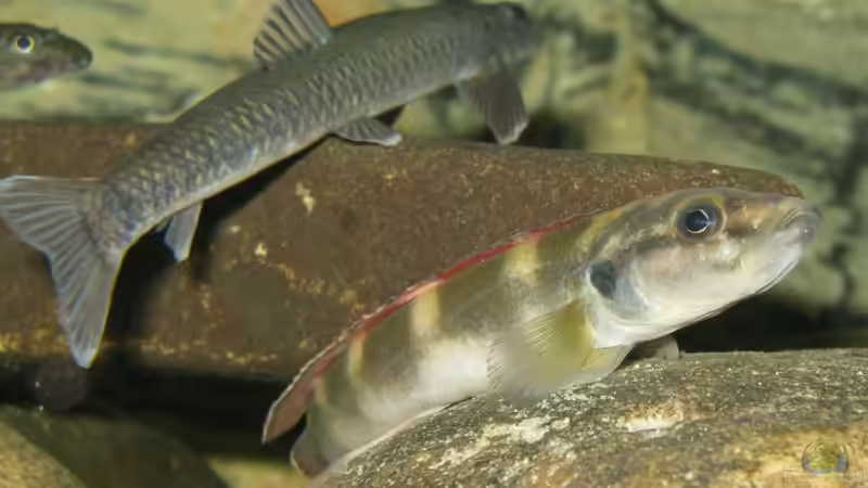 Einrichtungsbeispiele für die Haltung von Teleogramma brichardi (Quappenbuntbarsch) im Aquarium