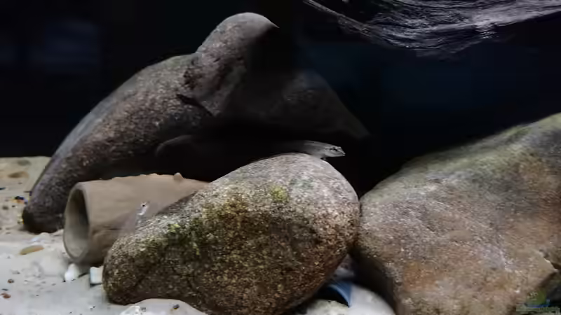 Teleonachwuchs von Fichte (7)