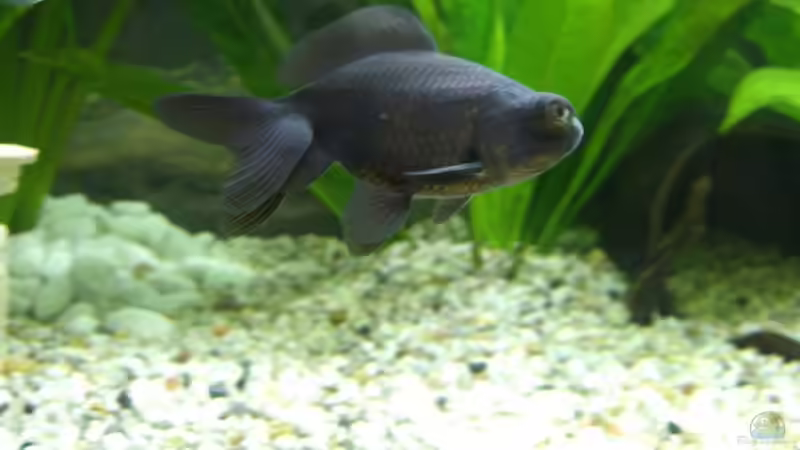 Teleskopauge von Andreas Sauer (8)