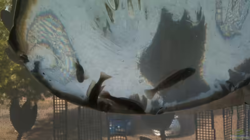 Telmatochromis vittatus von Bitman (39)