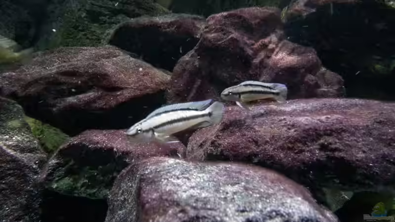 Telmatochromis vittatus von Bitman (42)