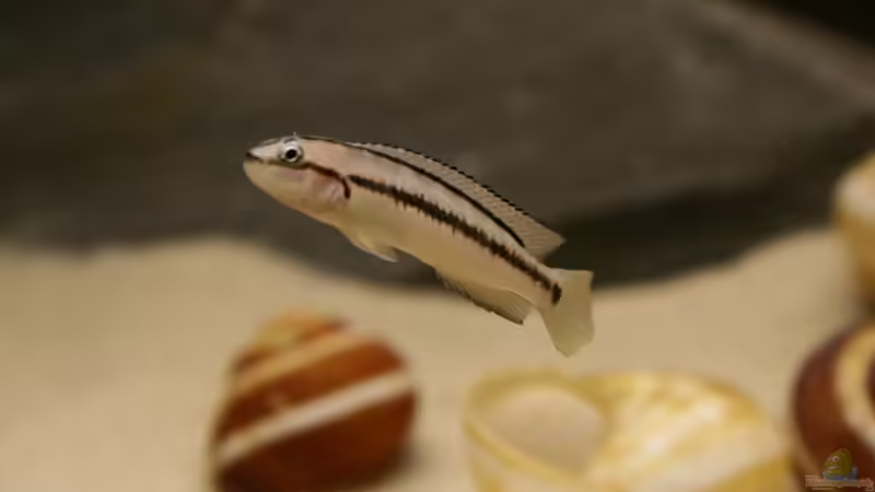 Telmatochromis vittatus von Julien Preuß (51)