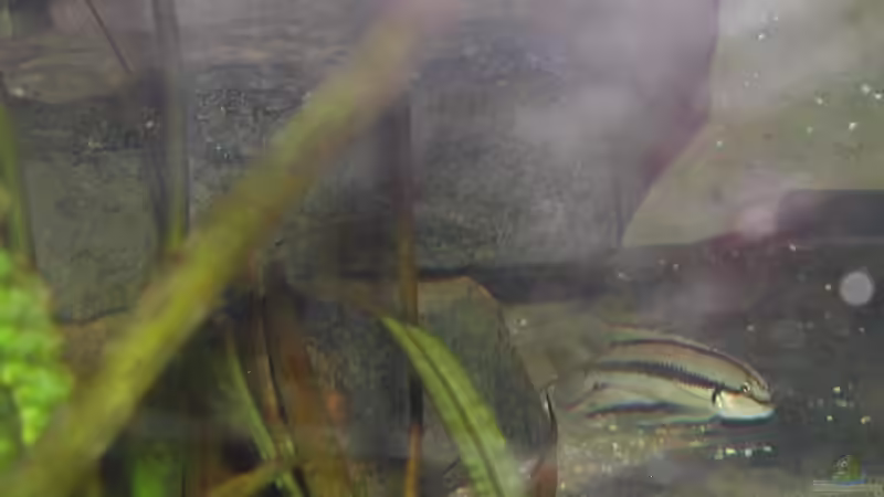 Telmatochromis vittatus von Thomas Röckemann (7)