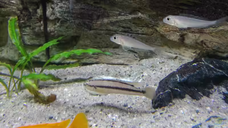 Aquarien mit Telmatochromis vittatus (Zweiband-Cichlide)