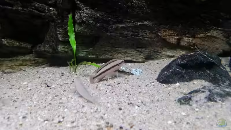Telmatochromis im Aquarium halten (Einrichtungsbeispiele für Telmatochromis-Arten)