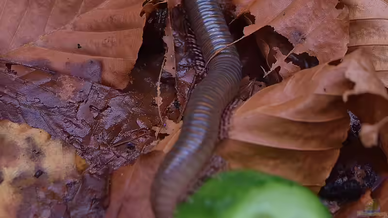 Telodeinopus assiensis “Westafrikanischer Tausendfüßer” von Junglist (33)
