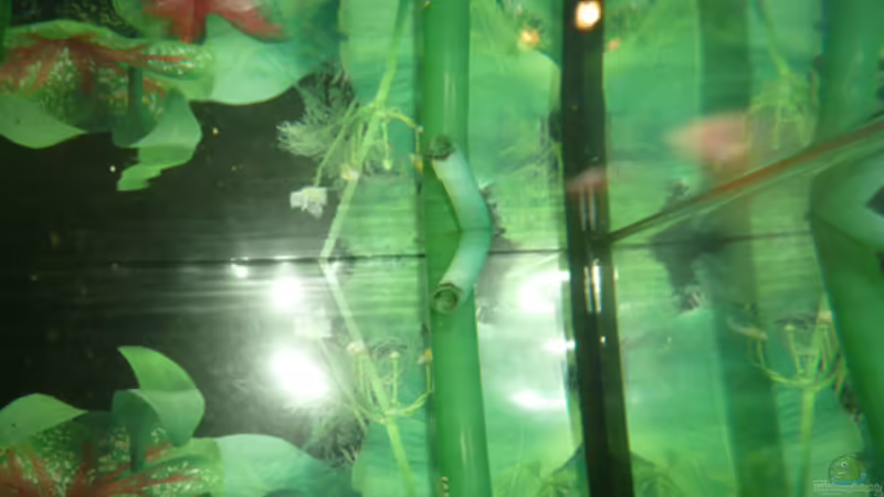 Temperaturfühler von Cichlid Power (32)