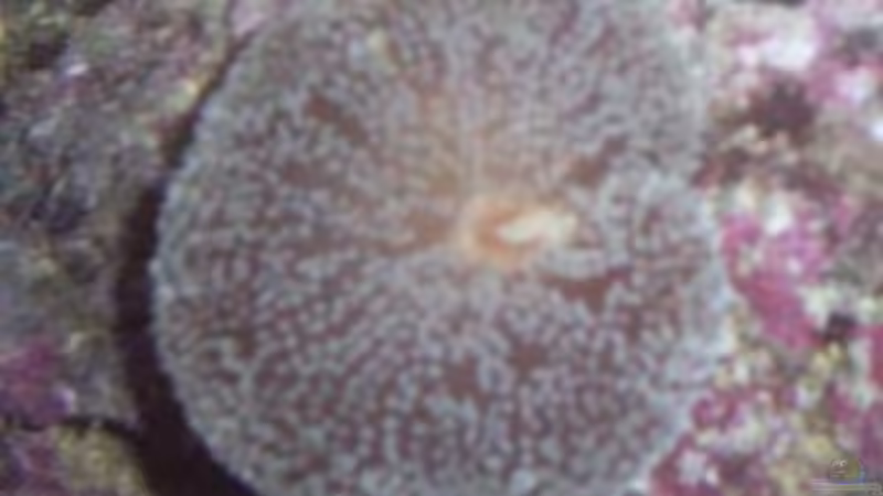 Tepichanemone, oder was????? von Katja Graßer (8)