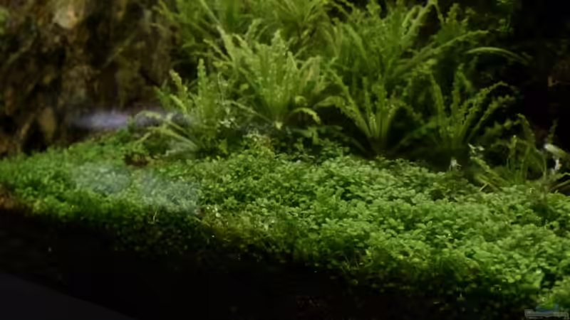 Teppichetage - Hemianthus callitrichoides ´Cuba´  und dahinter der helferi vom Pogostemon  von foxi (23)