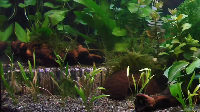 Terasse mit Holz (Moosbepflanzt) und einer Kokosnussschale von Dirk (6)