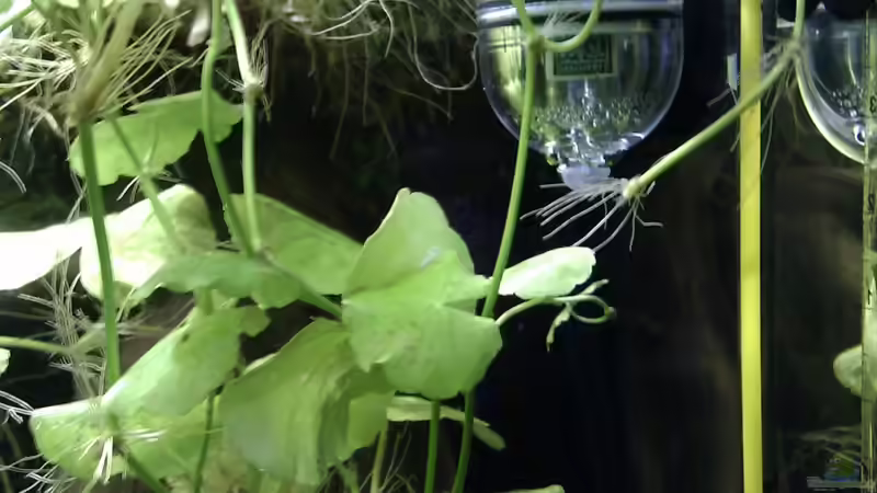 Termometer + Ph-Mässer von Dennerle von Jan S. (20)