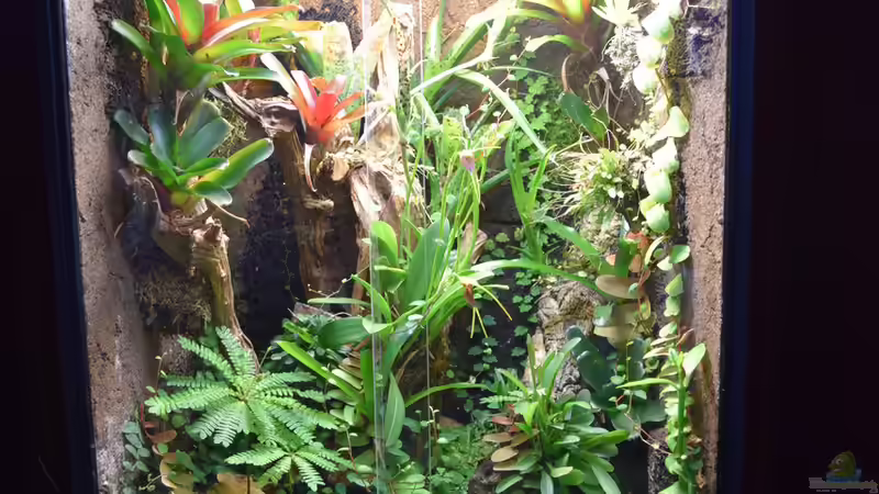 Terra am 07.11.2015 von Junglist (34)