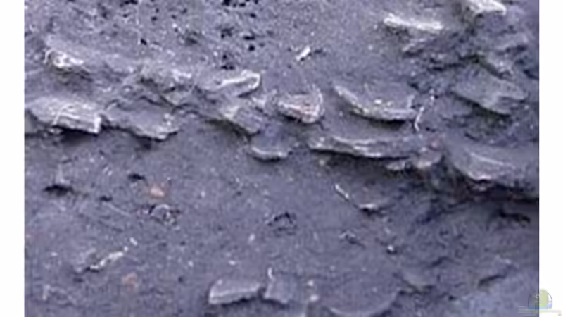 Terra Preta: Wie kann man sie selbst herstellen?