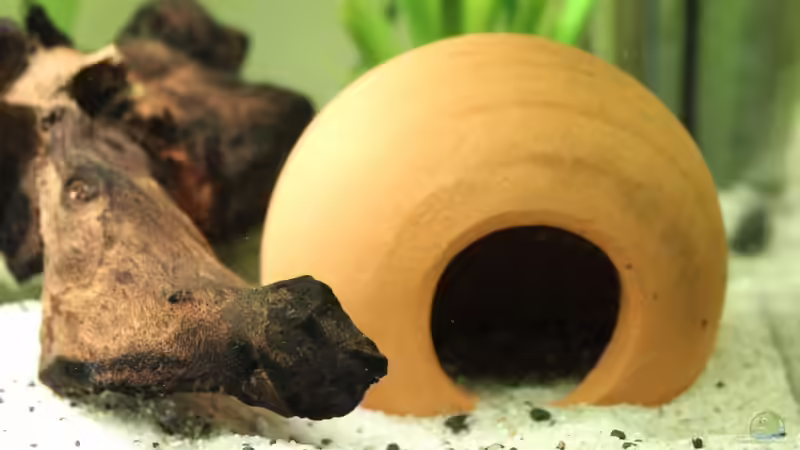 Terrakottakugel von Strandberd (12)