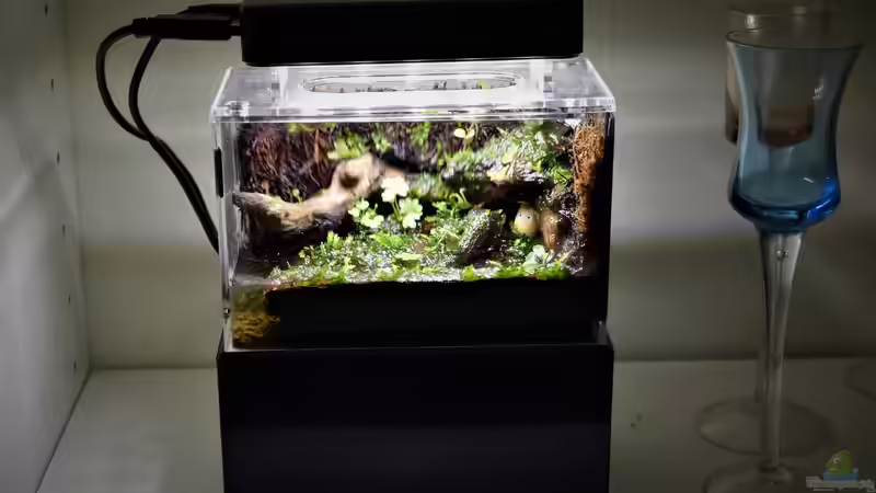 Terrarium 13 x 7,5 x 8 cm aufgelöst von Junglist (5)