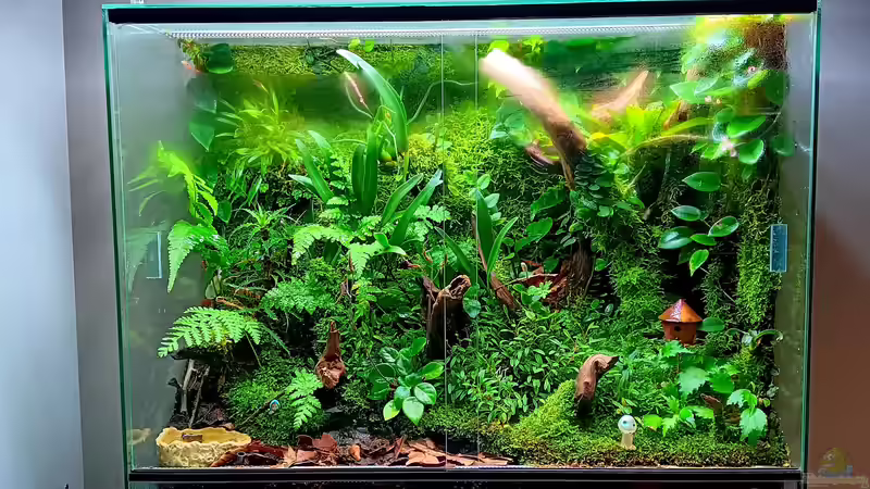 Terrarium Amazon von Junglist (5)