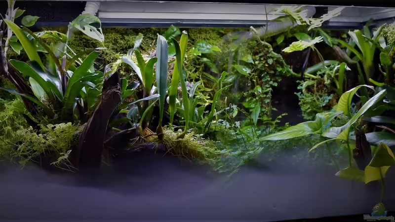 Terrarium Amazonas von Junglist (10)