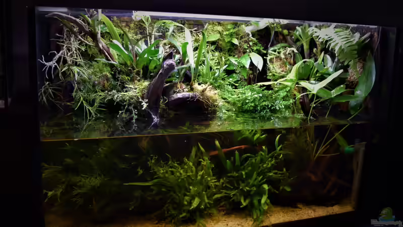 Terrarium Amazonas von Junglist (6)