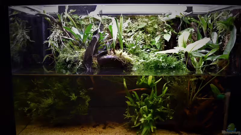 Terrarium Amazonas von Junglist (7)