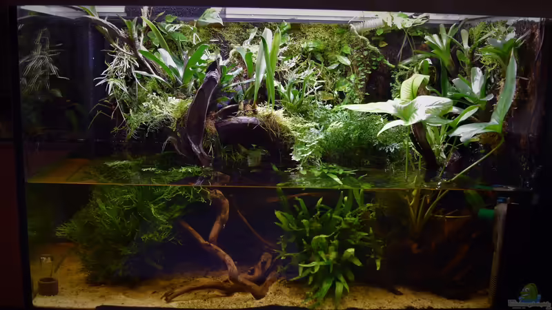 Terrarium Amazonas von Junglist (9)