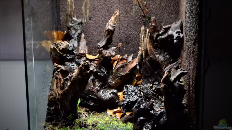 Terrarium Canyon von Junglist (10)