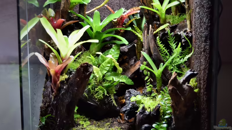 Terrarium Canyon von Junglist (2)