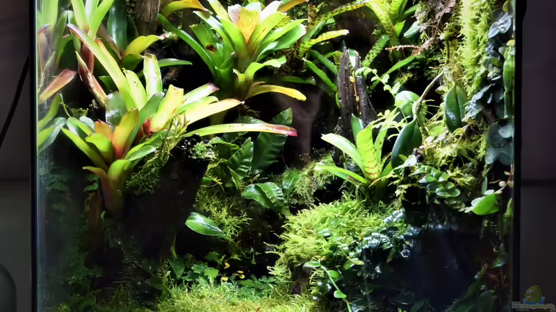 Terrarium Canyon von Junglist (7)