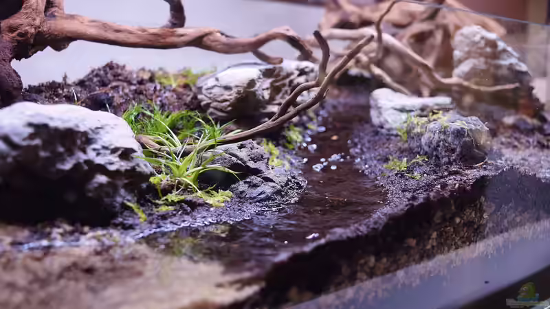 Terrarium Dartmoor von Junglist (3)