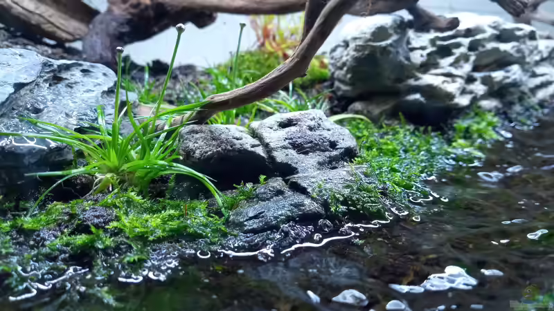 Terrarium Dartmoor von Junglist (6)