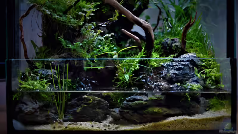 Terrarium Dettifoss von Junglist (12)