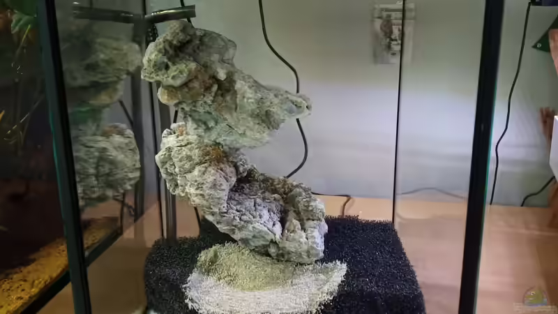 Terrarium Dettifoss von Junglist (7)