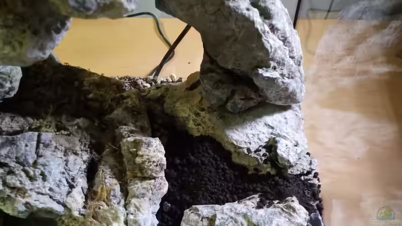 Terrarium Dettifoss von Junglist (9)