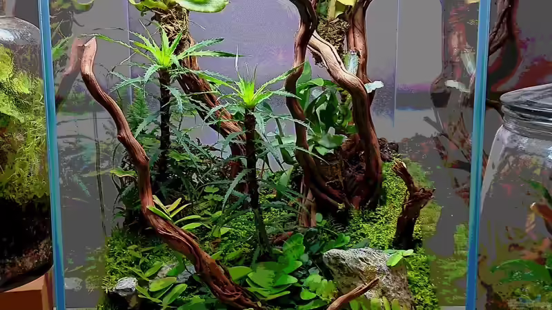Terrarium DOOA von Junglist (2)